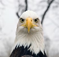 Eagle Watch 2019:  Saturday, February 9th at 9:30 and 11am! Crafts for kids begin at 8:30am @ Case-Halstead Public Library